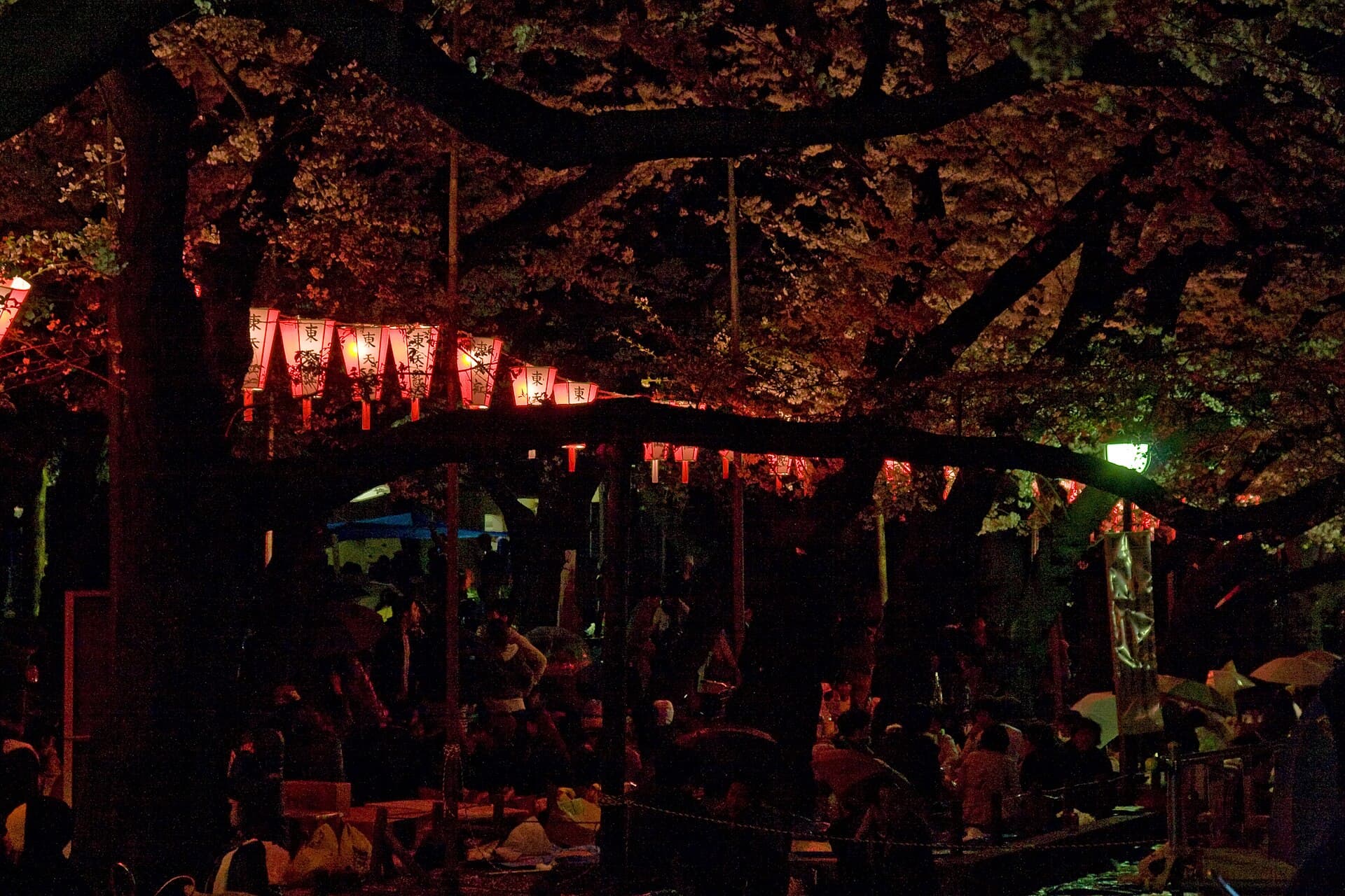 Japan Cherry Blossom Tour